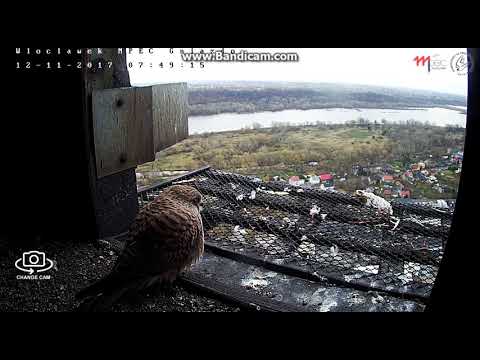 MPEC Włocławek Poland . Kuleczka with visit , departure - 2017 11 12 07 50