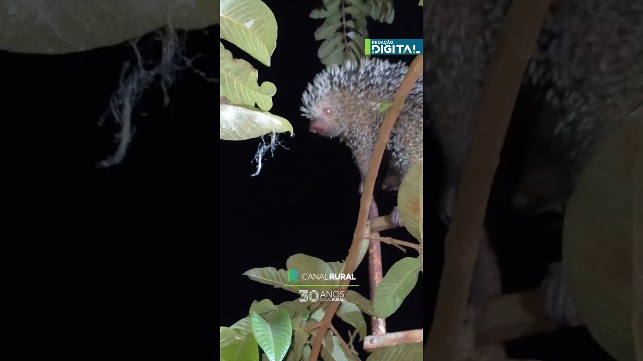 Ouriço-cacheiro surpreende ao aparecer no telhado de uma casa