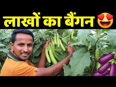 Green hybrid brinjal - mahyco / mahy 11, for agriculture, pa...