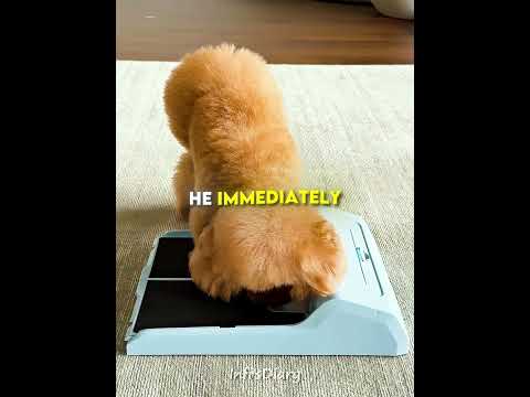 Smart Dog Figures Out the Snack Puzzle 🧠🐕 (@PannaTVdog/YT) #shorts