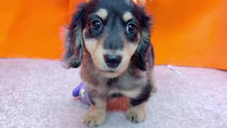 ミニチュアダックスの動画01