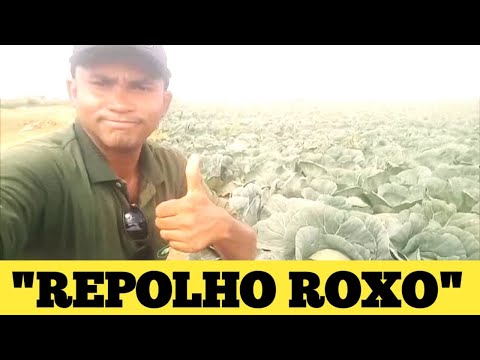 REPOLHO ROXO DELTA - MINAS GERAIS