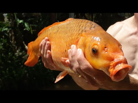 CARPA UMA MAIS LINDA QUE A OUTRA