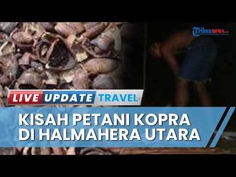 Mengulik Kisah Petani di Halmahera Utara, Tetap Produksi Kopra Meski Harganya Menurun