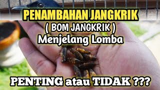 Download lagu PENAMBAHAN SETINGAN JANGKRIK MENJELANG LOMBA PENTING ATAU TIDAK ??? mp3 Download lagu PENAMBAHAN SETINGAN JANGKRIK MENJELANG LOMBA PENTING ATAU TIDAK ??? mp3