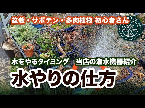 サボテンと多肉植物の水やりについて知っておくべきこと - 量、頻度、避けるべき間違い!  庭園