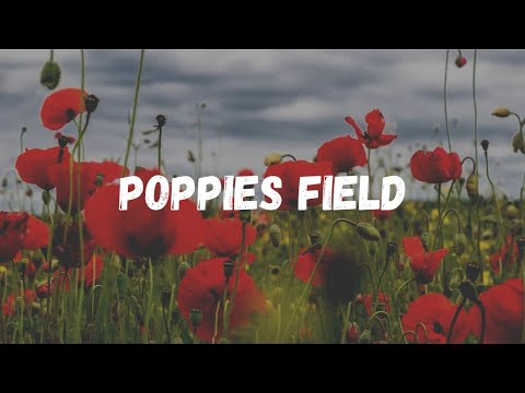 FIELDS OF POPPIES|| POPPY FLOWER