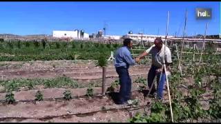 preview picture of video 'HDL Huertos tutelados: una firma de Pulpí ayuda a sus vecinos a lograr sus propios cultivos'