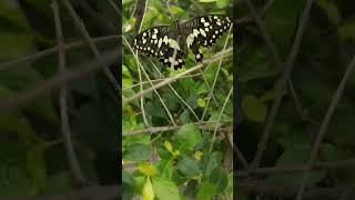 BUTTERFLY CAN'T FLY!