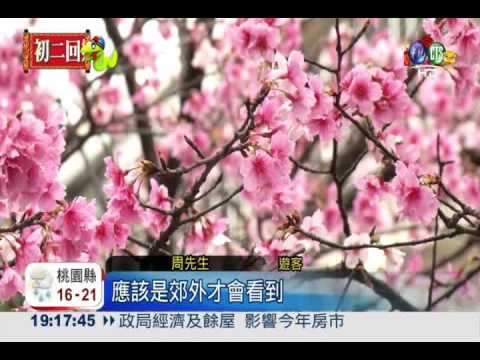 賞櫻免走遠! 市區櫻花祕境特蒐