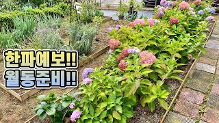 [긴급] 로즈마리, 수국 구출하기 브이로그!! 정원식물 월동시작!! 홍천정원일기11!!