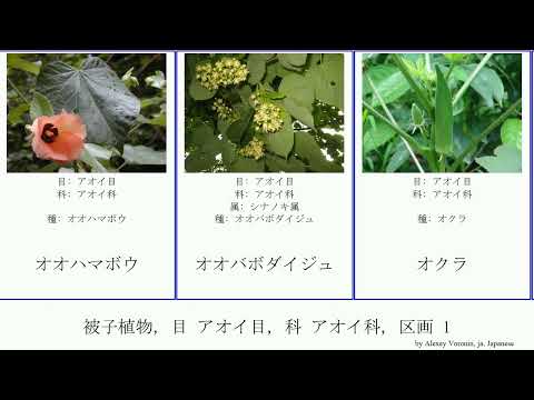 ジャコウアオイ 植物