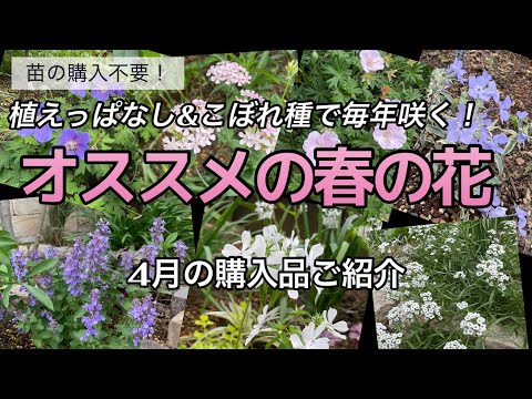 自家播種のベッド用多年草植物: 8 つの美しい、メンテナンス不要の花  庭園