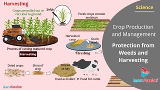 Crop Production and Management Class 8 Science - Protection from Weeds and Harvesting