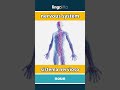 nervous system - sistema nervioso video thumbnail