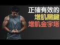 正確有效的增肌因素|增肌金字塔