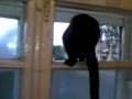 Cat gets caught barking by a human and resumes ...