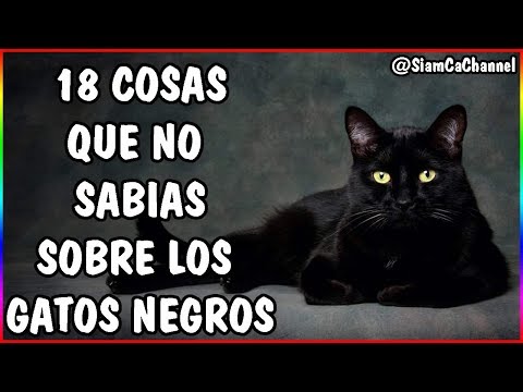 , title : 'Todo Sobre Los Gatos Negros | 18 Curiosidades - SiamCatChannel'