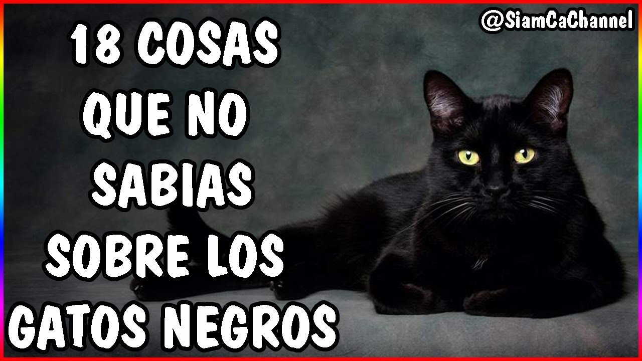 Todo Sobre Los Gatos Negros | 18 Curiosidades - SiamCatChannel