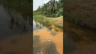 Download lagu Ini Bukan Lumut — Ini Ganggang Air! mp3 Download lagu Ini Bukan Lumut — Ini Ganggang Air! mp3
