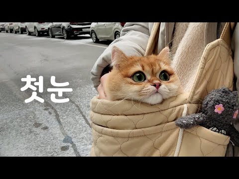 찰떡이가 처음으로 눈을 맞아봤습니다!