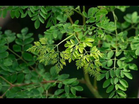 The Moringa Revolution Begins | Moringa Documentary | One Million Trees for Sri Lanka