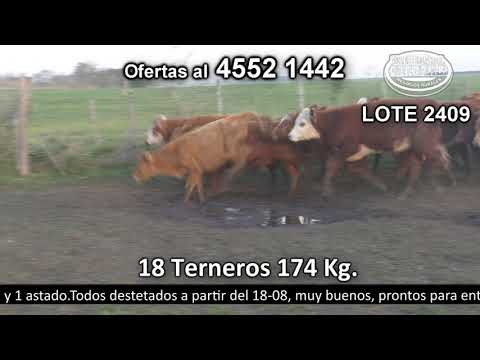 Lote 18 Terneros 10 LI y 8 LI c/  HE 174kg -  en Los Matreros. Cerro de Las Armas - a 15 km de Ombúes y 14 Km de Miguelete
