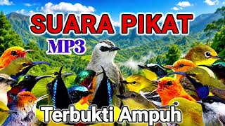 Download lagu Terbukti sangat ampuh, suara pikat semua burung kecil mp3 Download lagu Terbukti sangat ampuh, suara pikat semua burung kecil mp3