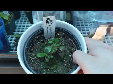 lowland , tank , highland July 15th 2022