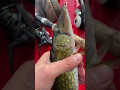 this is a pike (but not actually) 🙄