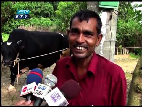 ঈদে বাজারে আছে ঝিনাইদহের দুটি বিশালাকার ষাড়