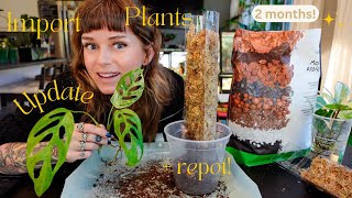 🌿 import plants 🌿 2 month update + potting them up!