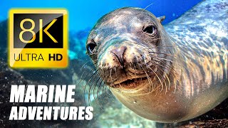 MARINE ADVENTURE in 8K VIDEO ULTRA HD - Ocean Animals 4K TV