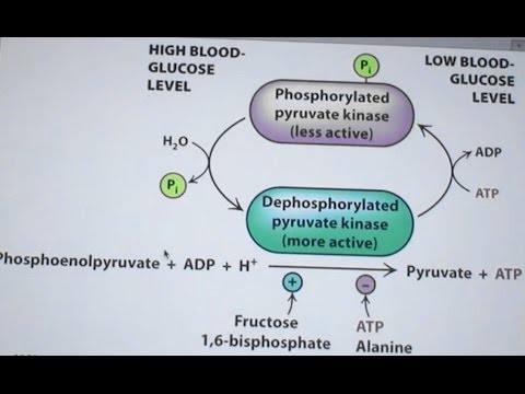Ahern's Biochemistry #23 Glycolysis & Gluconeogenesis