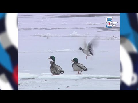 Carstvo divljih pataka