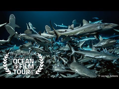 International OCEAN FILM TOUR Volume 6 | 700 SHARKS