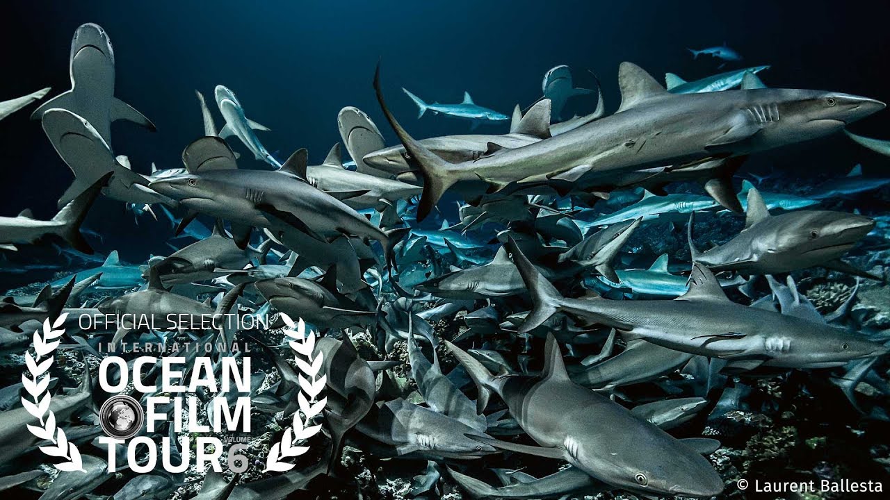 International OCEAN FILM TOUR Volume 6 | 700 SHARKS