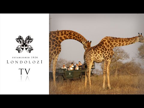 Giraffes Mating - Londolozi TV