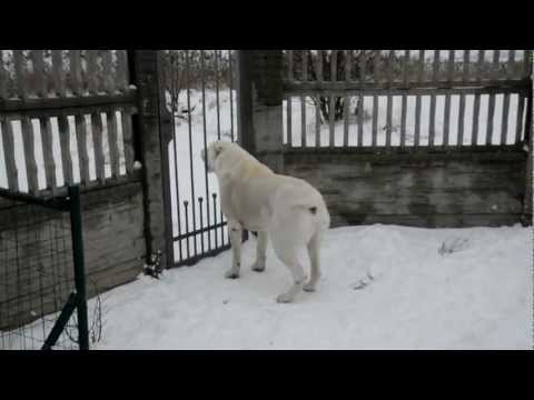 When is our Nazir litlle bit angry :-))) - Romanovs Alabai NAZIR from TISAO :-)