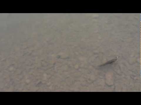 CLEAN pe Suceava-Darmanesti