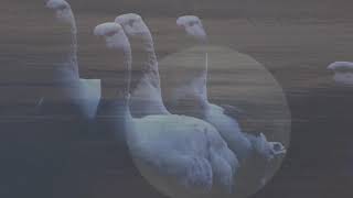 `Los Gansos a la luz de la luna