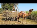 Camel Pull Sugarcane Loaded Cart New Camel Pulling Cart 2023