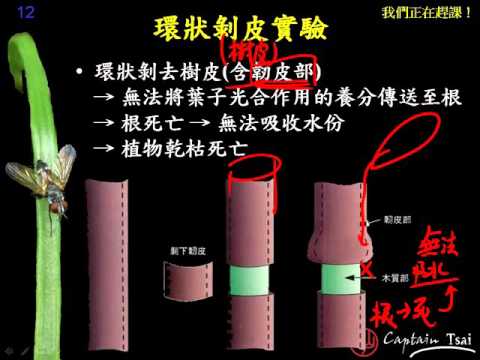 樹幹環狀剝皮死亡步驟