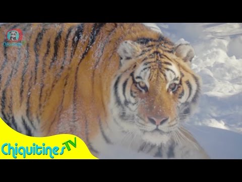 El Sonido de los Animales 2 - Canción Infantil - Aprende los Animales Videos Reales