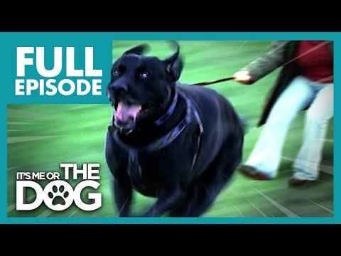 The Dogs That Walk Their Owners: Toadie and Smartie | Full Episode | It's Me or The Dog