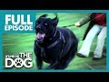 The Dogs That Walk Their Owners: Toadie and Smartie | Full Episode | It's Me or The Dog