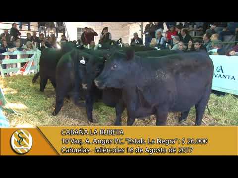 16-08-17 Venta de Vaquillonas PC "Estab. La Negra" - La Rubeta - Cañuelas