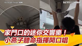 [問卦] 燕子繁殖期之外都住哪？