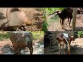 Buffalo And Cow Dung Poop Pooping Video 2022