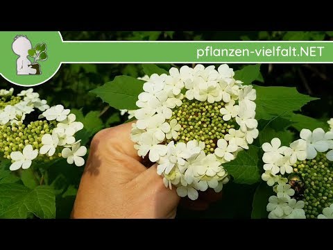 Gewöhnlicher Schneeball - Wuchs-Update - 02.05.18 (Viburnum opulus) - Bäume- & Sträucher bestimmen